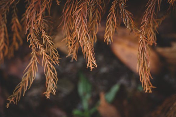 Download Close-up of Cristmas Tree - Premium Bundle