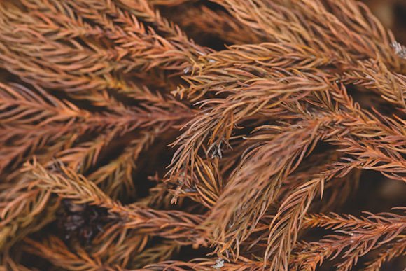 Download Christmas Brown Spruce Branches - Premium Bundle
