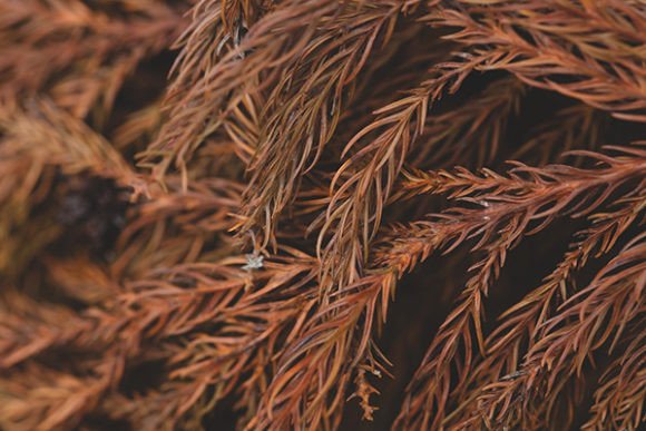 Download Dry Brown Branch of Christmas Tree - Premium Resources