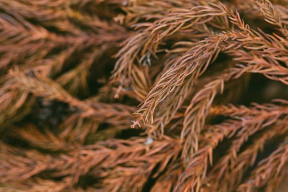 Download Dry Brown Branch of Christmas Tree - Premium Bundle